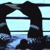 Yellow-billed Loon